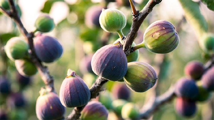 Fig: A Quiet Sweetness with Depth and Texture