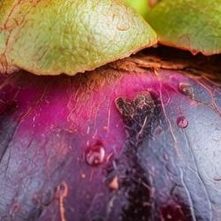 Mangosteen: A Tropical Fruit Balanced Between Sweetness and Freshness