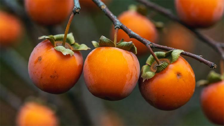 Persimmon: A Fruit That Softens with Time