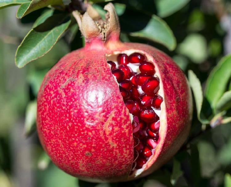 Pomegranate: The Timeless Ruby of Fruits