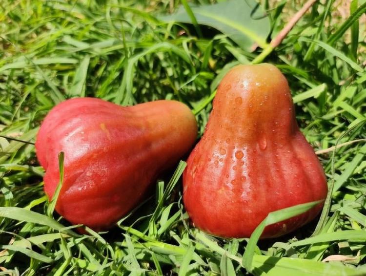 Wax Apple: A Crisp Fruit Defined by Freshness and Hydration