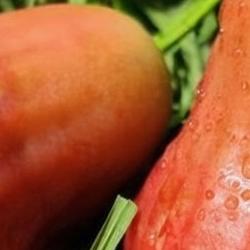 Wax Apple: A Crisp Fruit Defined by Freshness and Hydration